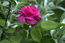 Rosa 'Zéphirine Drouhin' au Jardin de la Salamandre