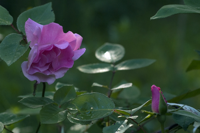 Rosa 'Zéphirine Drouhin' 2 au Jardin de la Salamandre en Dordogne