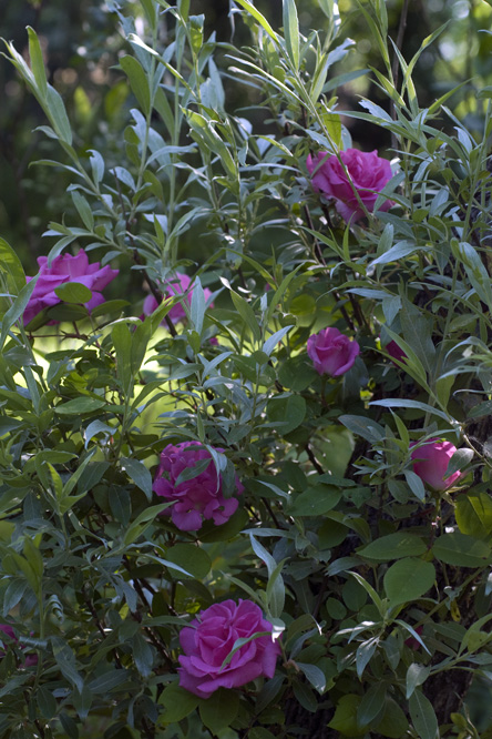 Rosa 'Zéphirine Drouhin' 3 au Jardin de la Salamandre en Dordogne