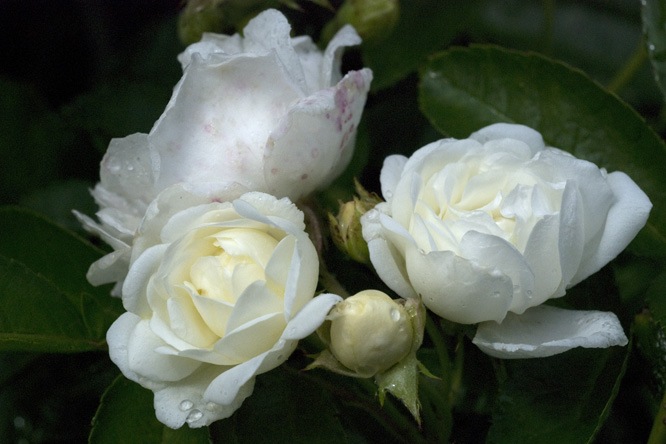 Rosa 'Yvonne Rabier' au Jardin de la Salamandre