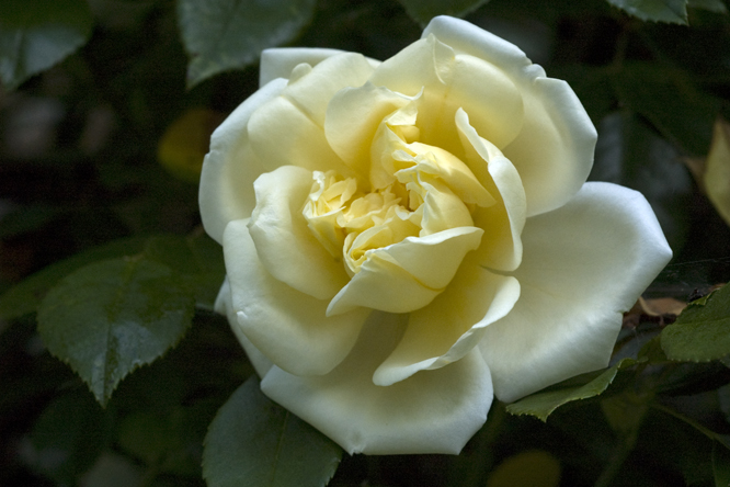 rosa alberic barbier 