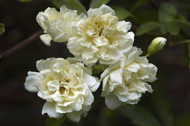 Rosa banksiae alba plena au jardin de la Salamandre