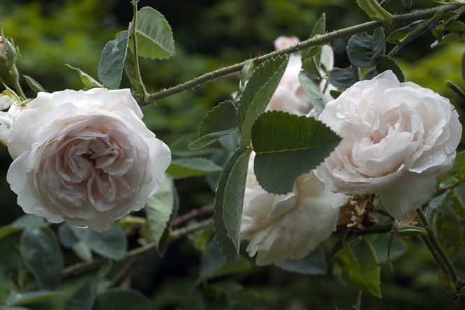 Rosa Blanchefleur au Jardin de la Salamandre 