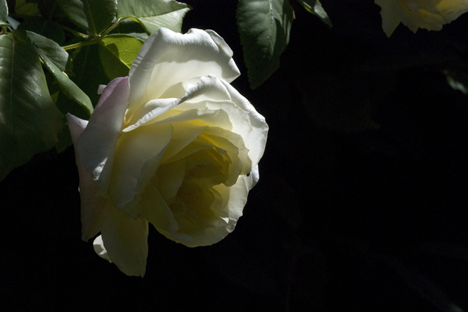 Rosa Céline Forestier au Jardin de la Salamandre
