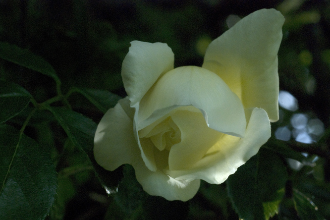 Rosa 'City of York' au Jardin de la Salamandre