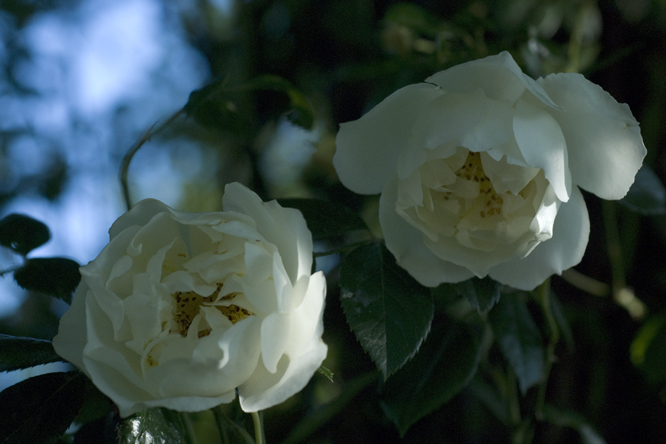 Rosa 'City of York' 2 au Jardin de la Salamandre en Dordogne