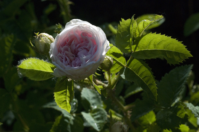 Rosa Cuisse de Nymphe Émue au Jardin de la Salamandre