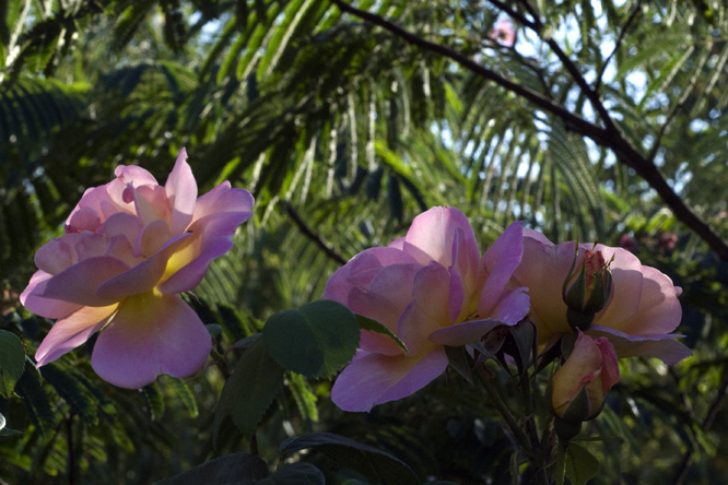 Rosa 'Dr Eckener' 2 au Jardin de la Salamandre en Dordogne