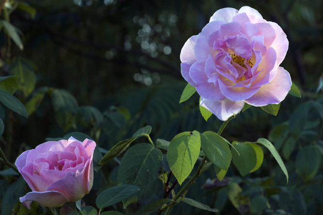 Rosa 'Dr Eckener' 3 au Jardin de la Salamandre en Dordogne
