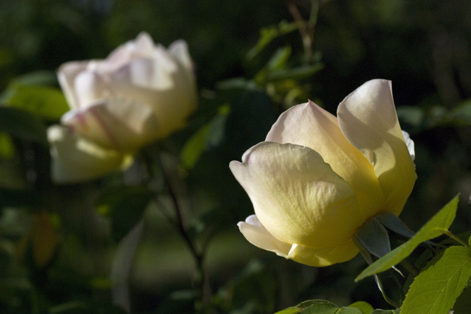 Rosa Docteur Eckener