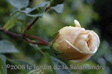 Rosa 'Gardenia' au Jardin de la Salamandre en Dordogne