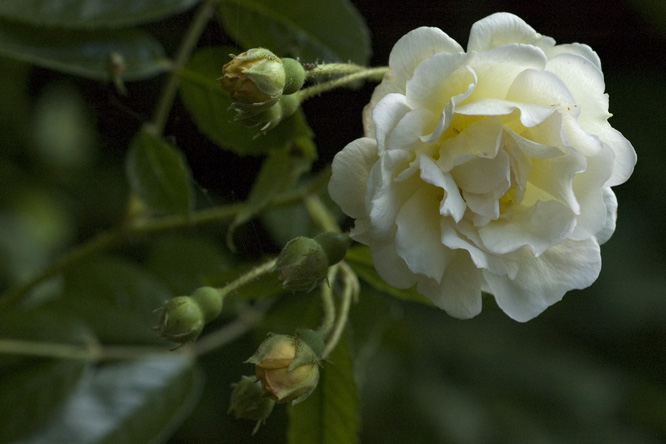 Rosa 'Ghislaine de Féligonde au jardin de la Salamandre