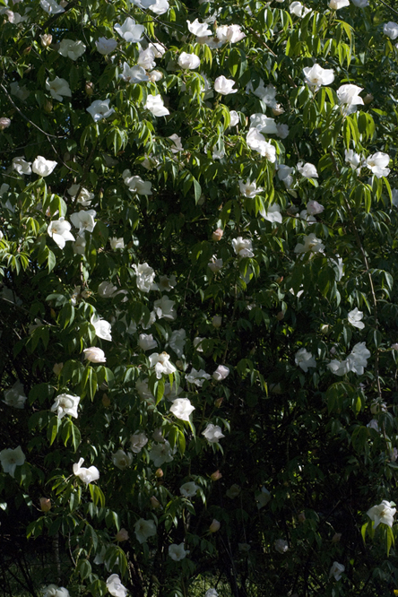 Rosa gigantea au Jardin de la Salamandre