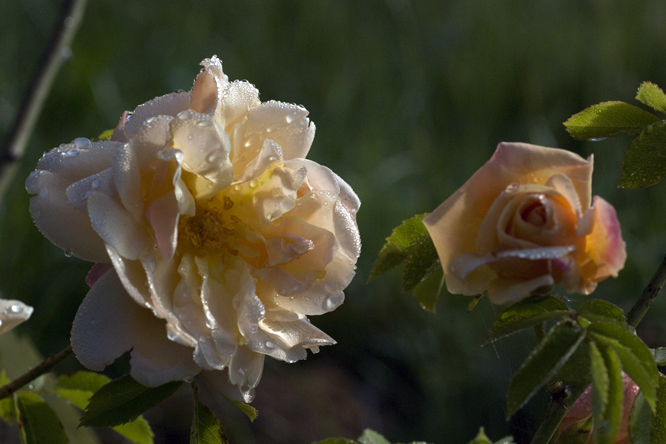 rosa Goldbush