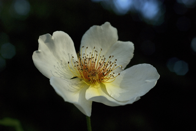 Rosa Golden Wings 2