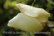 Rosa 'Golden Wings' au Jardin de la Salamandre en Dordogne