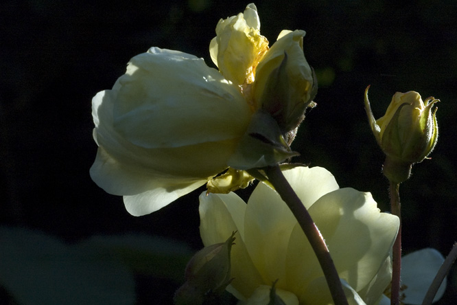 Rosa 'Leverkusen' au Jardin de la Salamandre