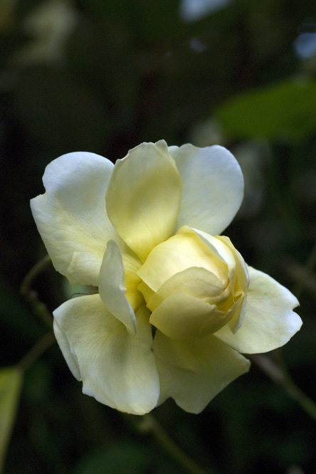 Rosa 'Leverkusen' 2 au Jardin de la Salamandre