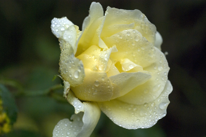 Rosa 'Leverkusen' 3 au Jardin de la Salamandre