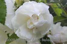 Rosa 'Mme Alfred Carri&egrave;re' au Jardin de la Salamandre en Dordogne