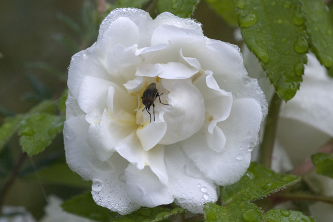 Rosa 'Mme Alfred Carrière' au Jardin de la Salamandre en Dordogne