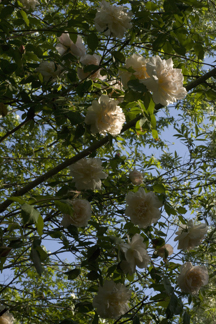 Rosa 'Mme Alfred Carrière' 3 au Jardin de la Salamandre en Dordogne