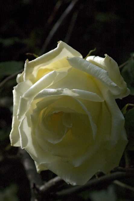 Rosa Mme Jules Bouché au Jardin de la Salamandre