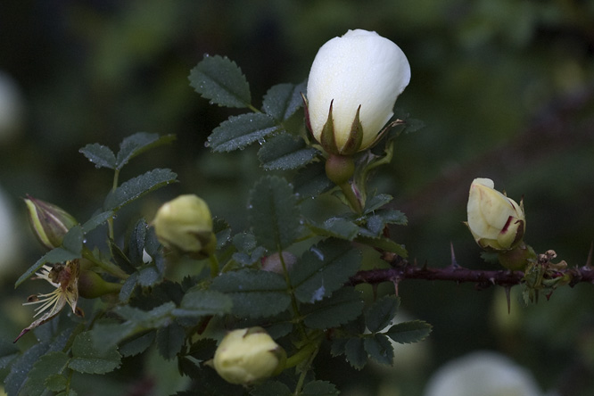 Rosa 'Dunwich Rose' 3 au Jardin de la Salamandre