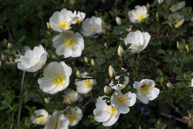 Rosa 'Dunwich Rose' au Jardin de la Salamandre