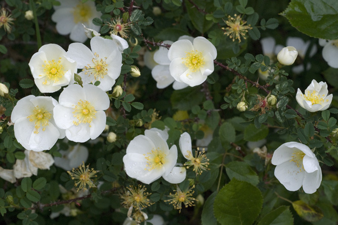 Rosa 'Dunwich Rose' 2 au Jardin de la Salamandre