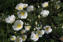 Rosa pimpinellifolia 'Dunwich Rose' au Jardin de la Salamandre
