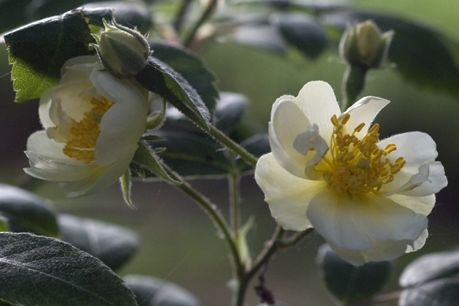 Rosa 'Seagull' 2 au Jardin de la Salamandre en Dordogne