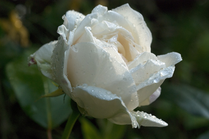 Rosa 'Sombreuil' 2 au Jardin de la Salamandre