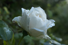 Rosa 'Sombreuil' au Jardin de la Salamandre