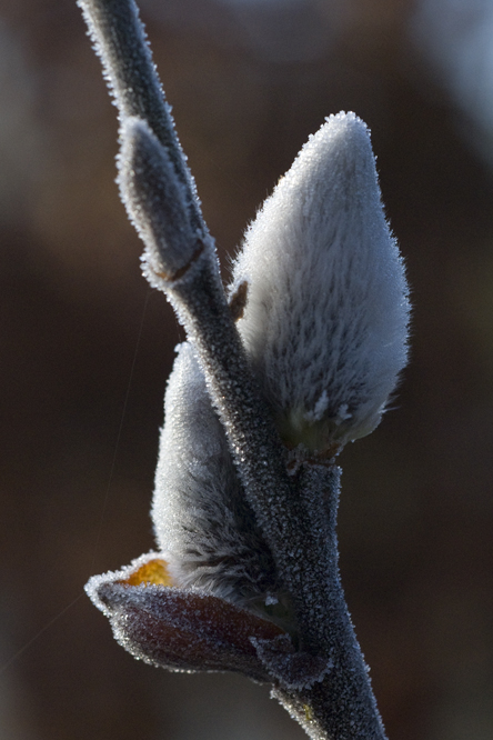 Salix aegyptiaca au Jardin de la Salamandre en Dordogne