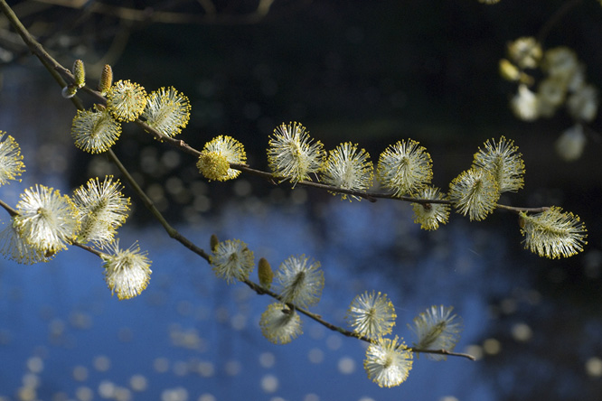 Salix caprea au Jardin de la Salamandre en Dordogne