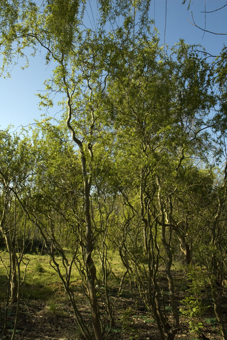 Salix 'Dart's Snake' 2 au Jardin de la Salamandre en Dordogne