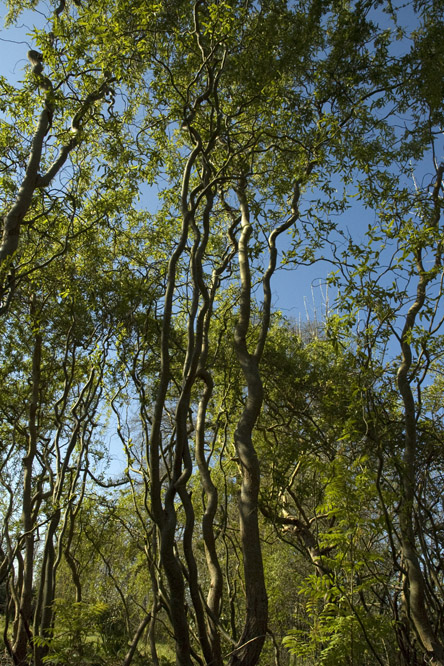 Salix 'Dart's Snake' au Jardin de la Salamandre en Dordogne