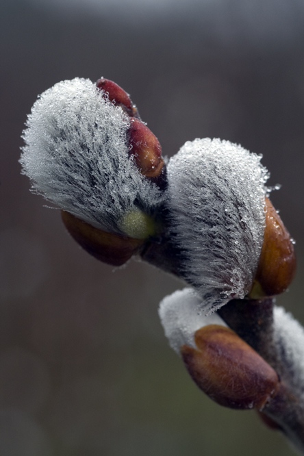 Salix discolor 3 au Jardin de la Salamandre en Dordogne