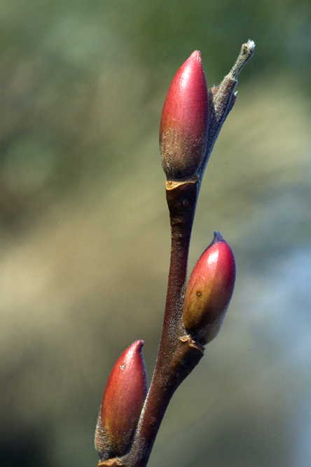 Salix discolor 2 au Jardin de la Salamandre en Dordogne