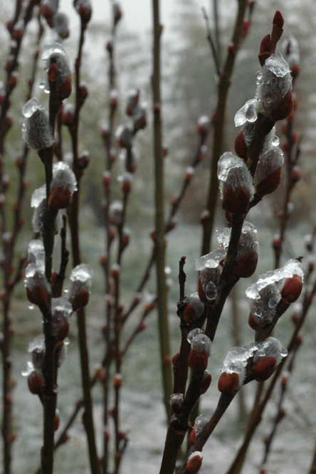 Salix discolor au Jardin de la Salamandre en Dordogne