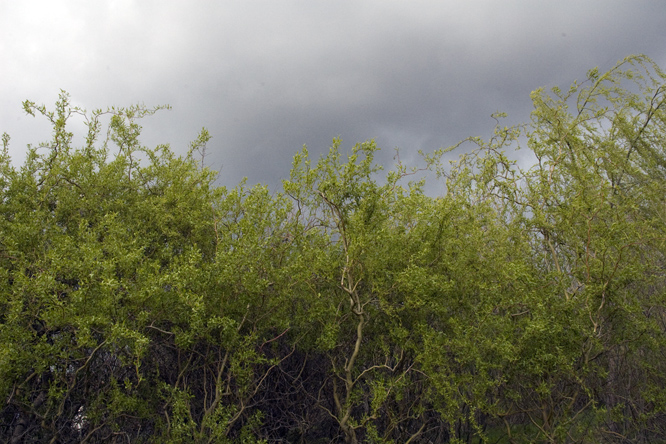 Salix erythroflexuosa 2 au Jardin de la Salamandre en Dordogne