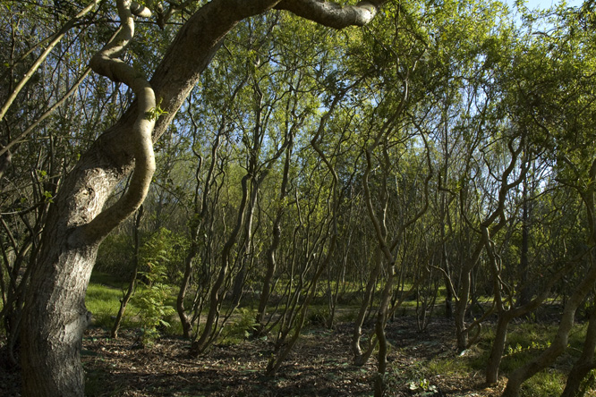 Salix erythroflexuosa au Jardin de la Salamandre en Dordogne