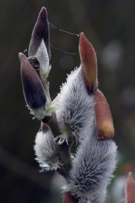 Salix gracilistyla 2 au Jardin de la Salamandre en Dordogne