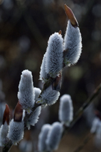 Salix gracilistyla au Jardin de la Salamandre en Dordogne