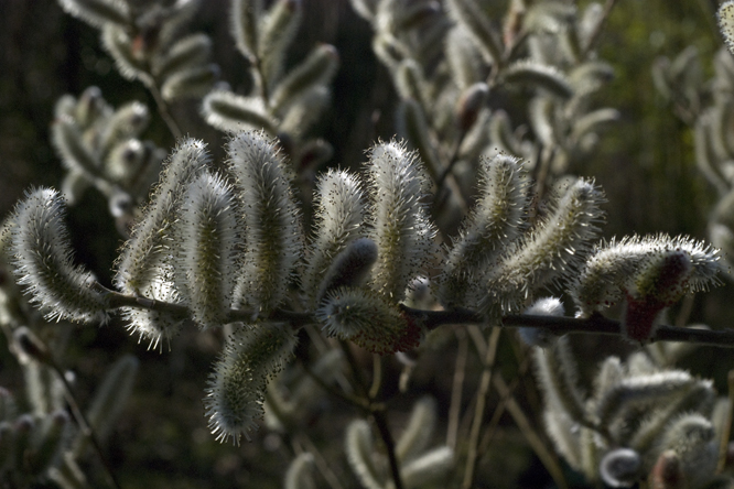 Salix gracilistyla 4 au Jardin de la Salamandre en Dordogne