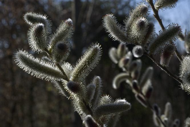 Salix gracilistyla 3 au Jardin de la Salamandre en Dordogne