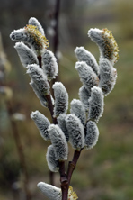 Salix hookeriana au Jardin de la Salamandre en Dordogne