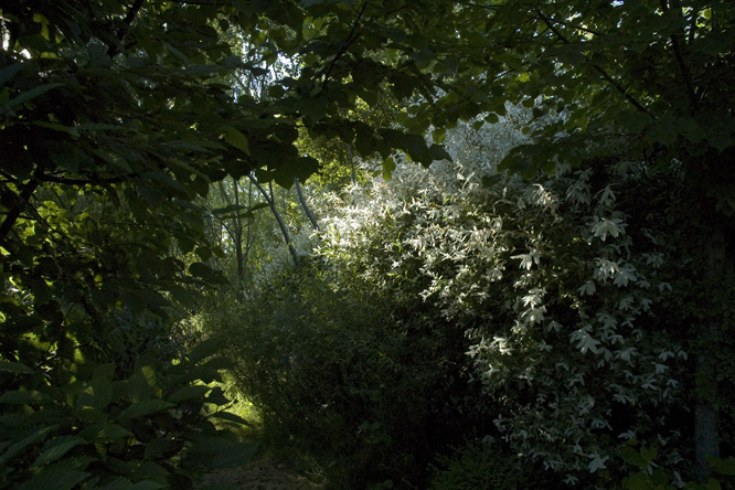 Salix integra 'Hakuro Nishiki' 3au Jardin de la Salamandre en Dordogne