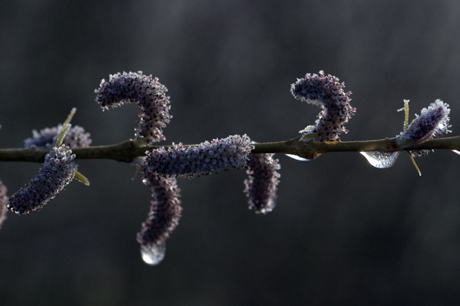 Salix koriyanagi au Jardin de la Salamandre en Dordogne